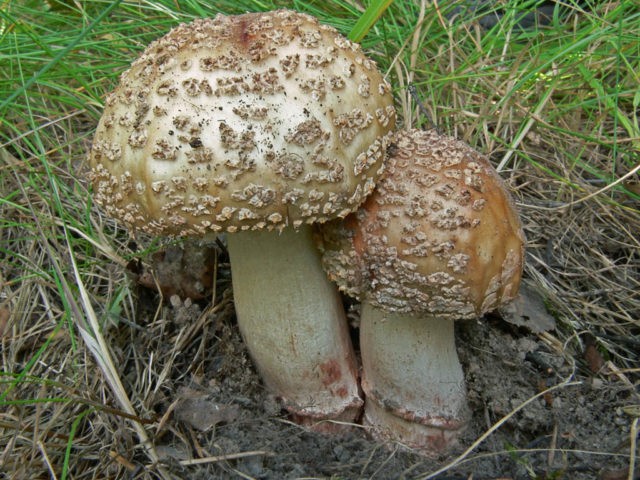 Fly agaric pink (gray-pink, blushing): photo and description of an edible mushroom