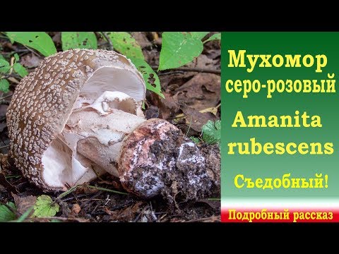 Fly agaric pink (gray-pink, blushing): photo and description of an edible mushroom