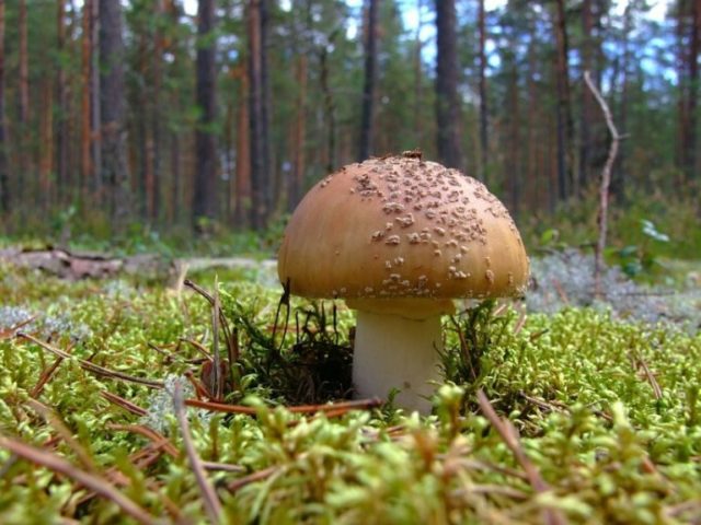 Fly agaric pink (gray-pink, blushing): photo and description of an edible mushroom