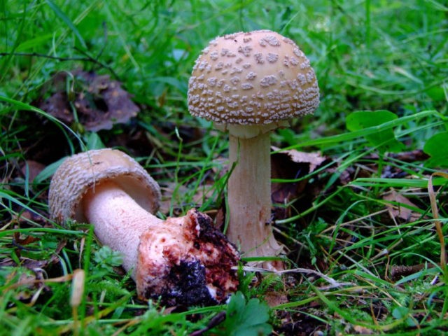 Fly agaric pink (gray-pink, blushing): photo and description of an edible mushroom