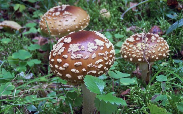 Fly agaric pink (gray-pink, blushing): photo and description of an edible mushroom