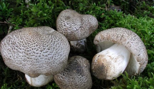 Fly agaric pink (gray-pink, blushing): photo and description of an edible mushroom