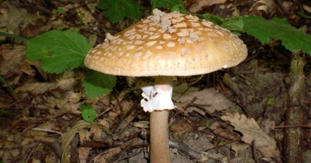 Fly agaric pink (gray-pink, blushing): photo and description of an edible mushroom