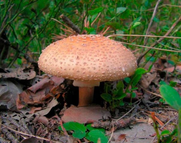 Fly agaric pink (gray-pink, blushing): photo and description of an edible mushroom