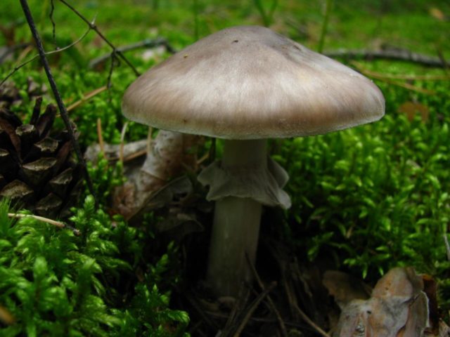 Fly agaric porphyry (gray): photo and description, is it usable