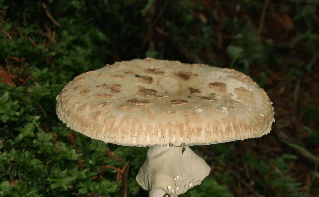 Fly agaric porphyry (gray): photo and description, is it usable