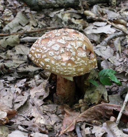 Fly agaric porphyry (gray): photo and description, is it usable