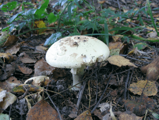 Fly agaric porphyry (gray): photo and description, is it usable