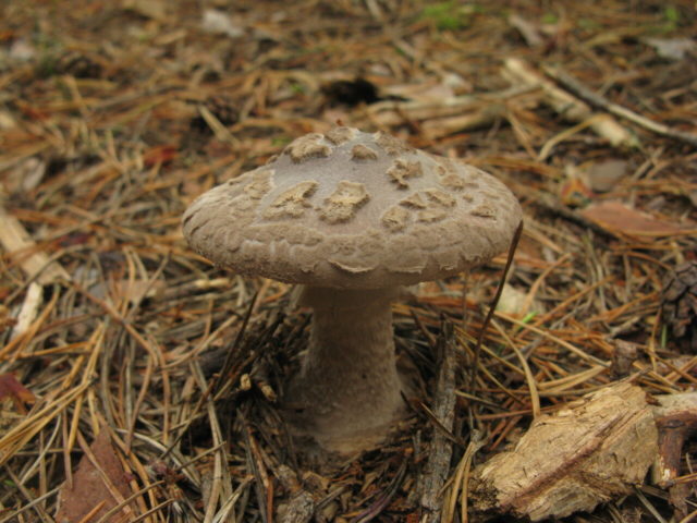 Fly agaric porphyry (gray): photo and description, is it usable