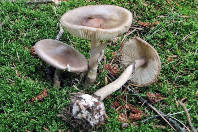 Fly agaric porphyry (gray): photo and description, is it usable