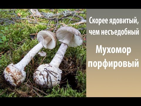 Fly agaric porphyry (gray): photo and description, is it usable