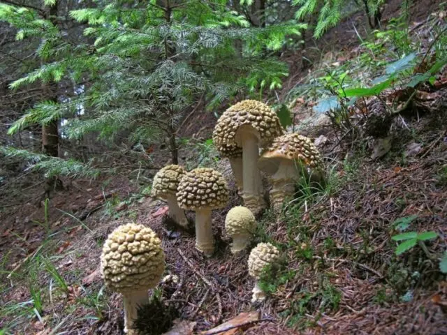 Fly agaric royal: photo and description