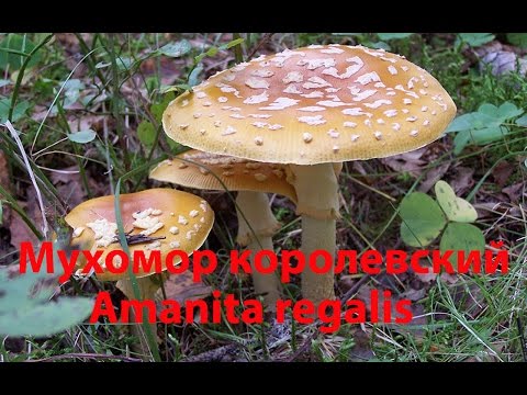 Fly agaric royal: photo and description