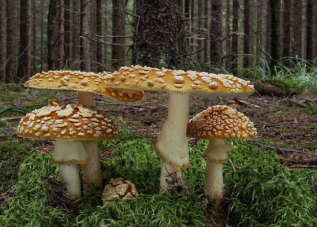 Fly agaric royal: photo and description