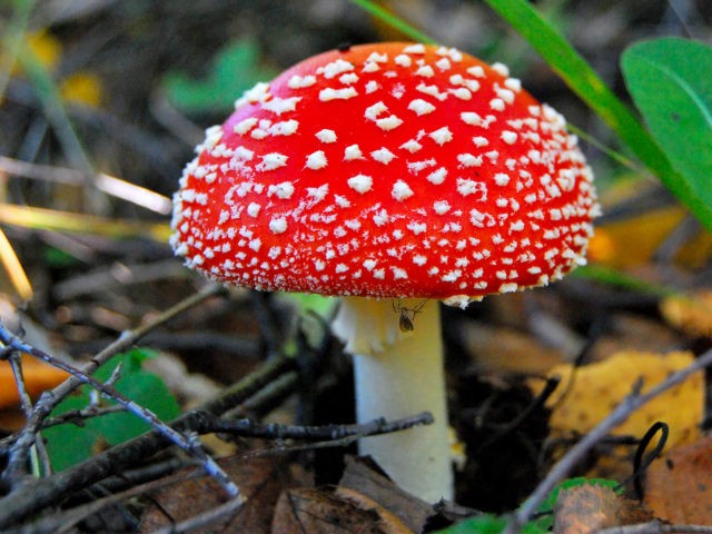 Fly agaric royal: photo and description