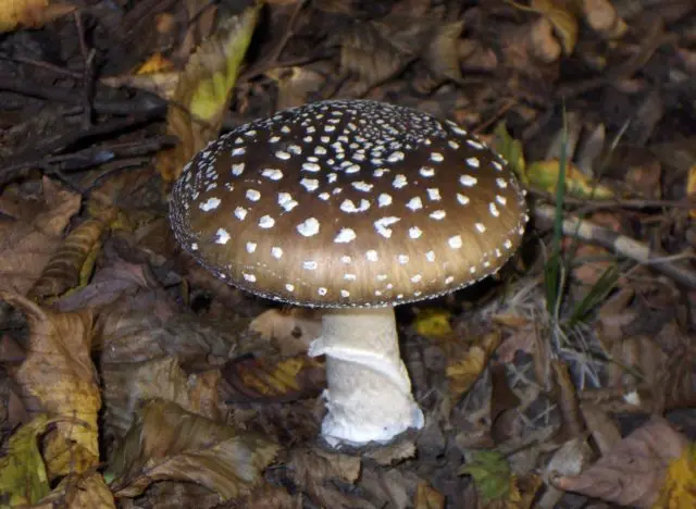 Fly agaric royal: photo and description