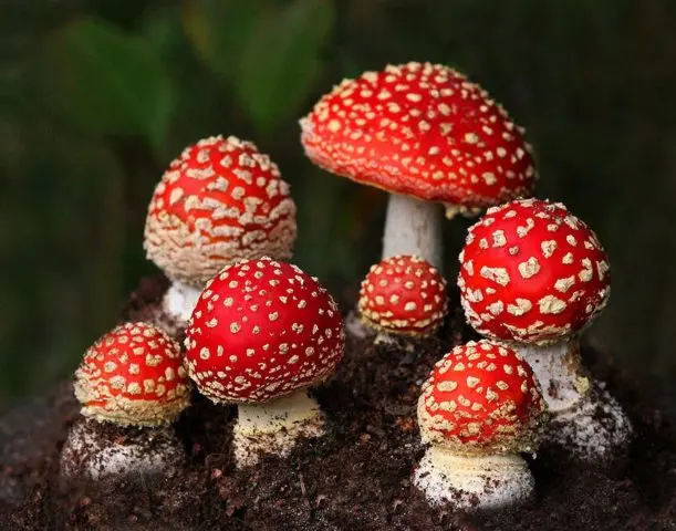 Fly agaric royal: photo and description