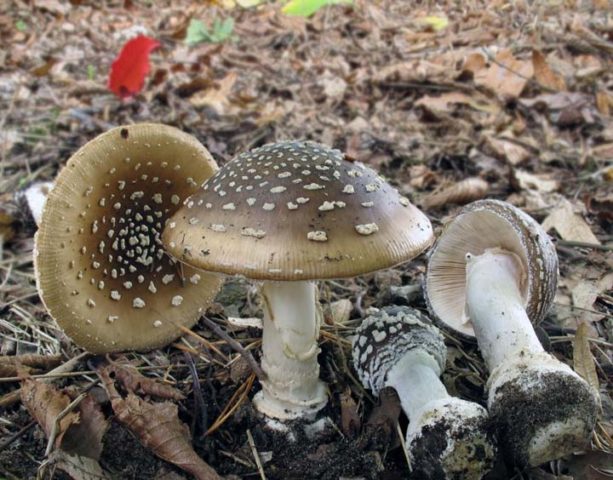 Fly agaric royal: photo and description