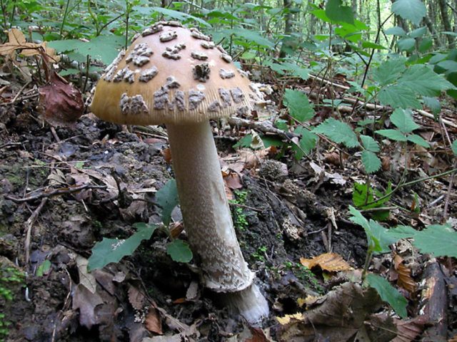 Fly agaric Sicilian (Strange float): photo and description