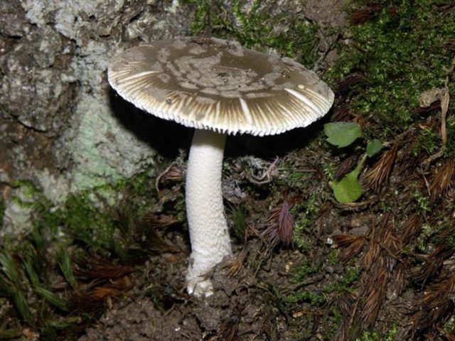 Fly agaric Sicilian (Strange float): photo and description