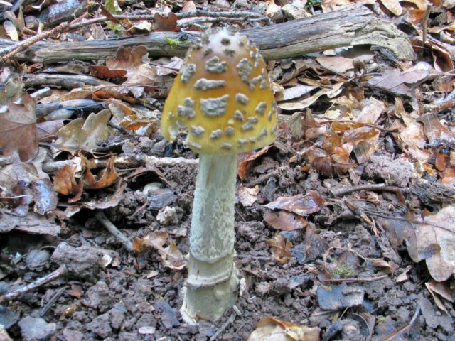 Fly agaric Sicilian (Strange float): photo and description