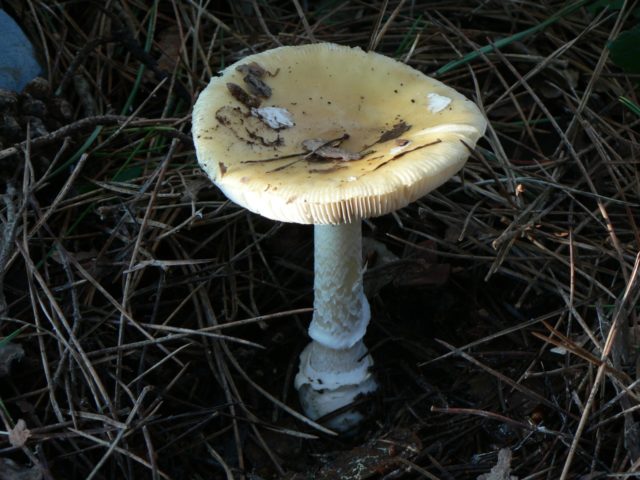 Fly agaric Sicilian (Strange float): photo and description