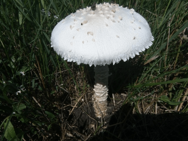 Fly agaric Sicilian (Strange float): photo and description