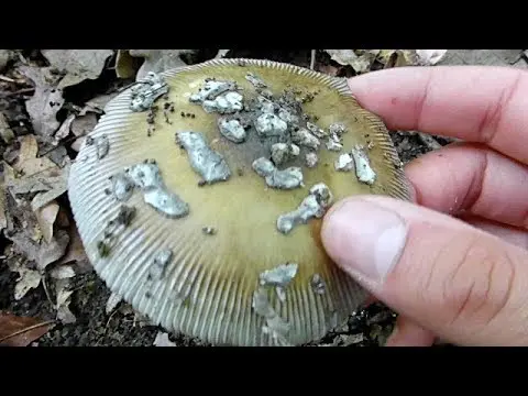 Fly agaric Sicilian (Strange float): photo and description