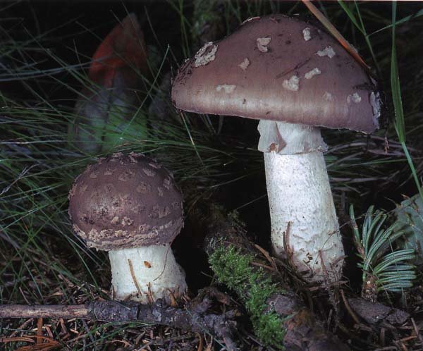 Fly agaric thick (Amanita excelsa) photo and description