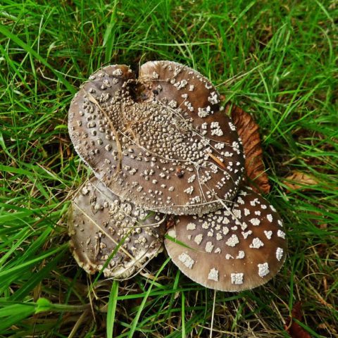 Fly agaric thick (stocky): photo and description