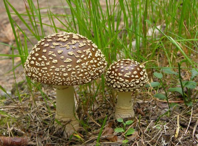 Fly agaric thick (stocky): photo and description