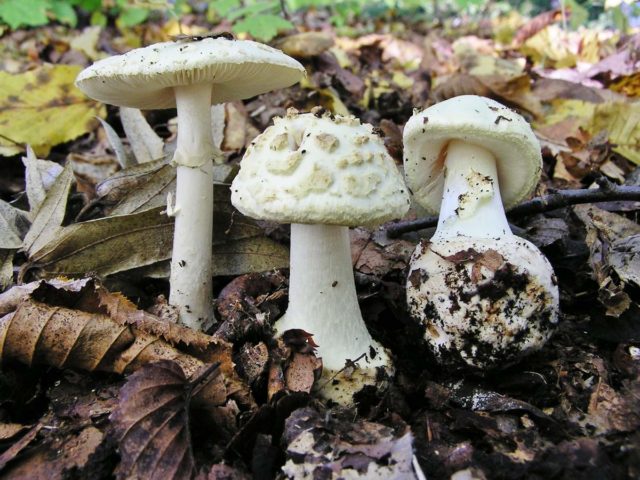 Fly agaric thick (stocky): photo and description