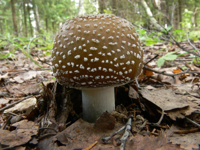 Fly agaric thick (stocky): photo and description