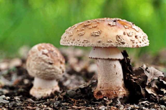 Fly agaric thick (stocky): photo and description