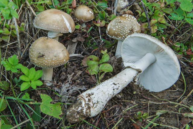 Fly agaric thick (stocky): photo and description