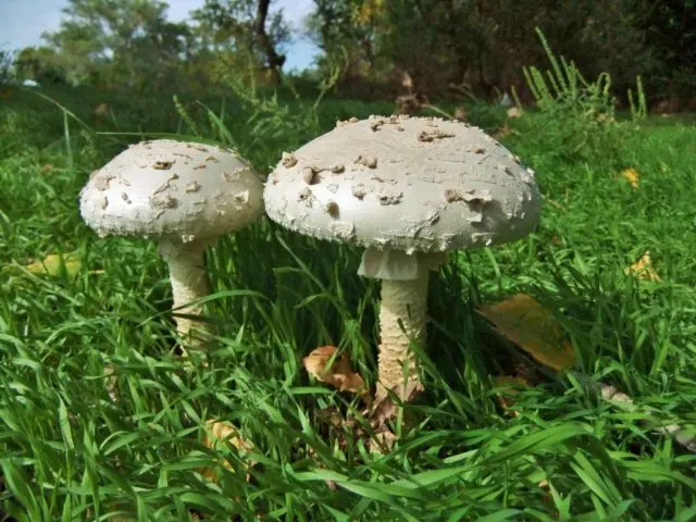 Fly agaric Vittadini: photo and description