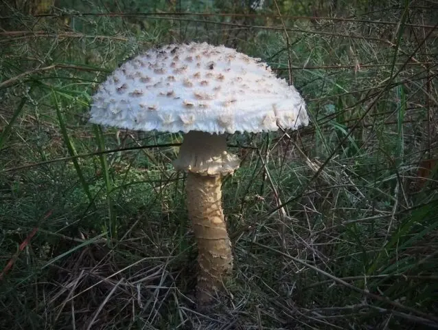 Fly agaric Vittadini: photo and description