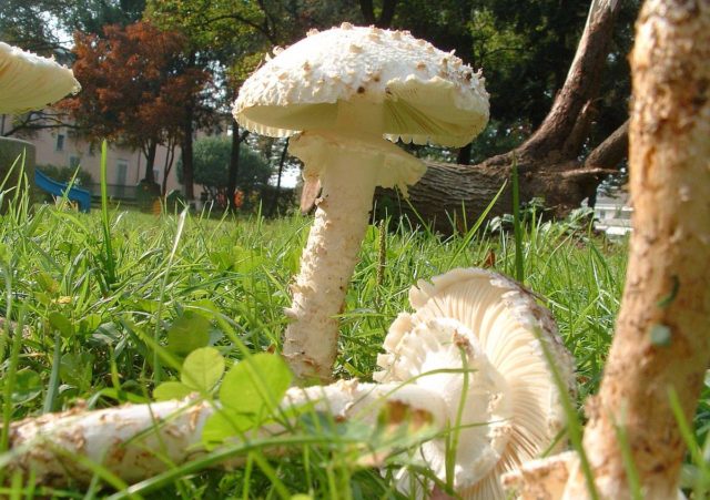 Fly agaric Vittadini: photo and description