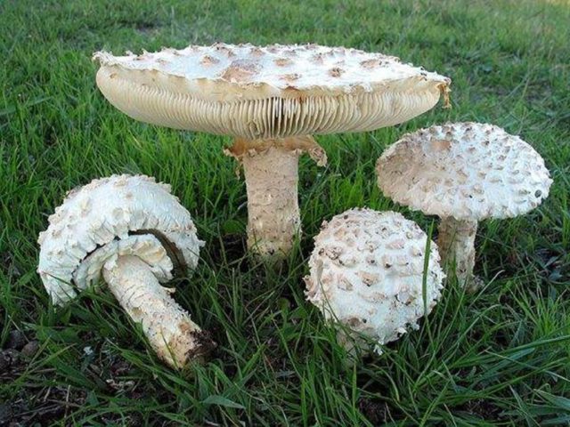 Fly agaric Vittadini: photo and description