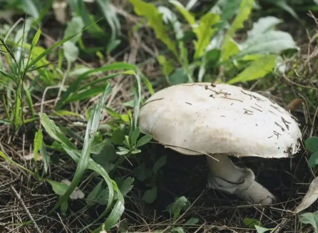 Fly agaric Vittadini: photo and description