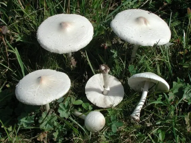 Fly agaric Vittadini: photo and description