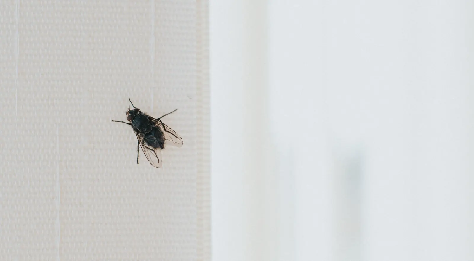 Fly does not sit. An effective way to drive these insects out of your home