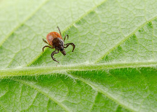 Flying tick &#8211; appearance, occurrence, diseases transmitted. How to protect yourself from flying ticks?