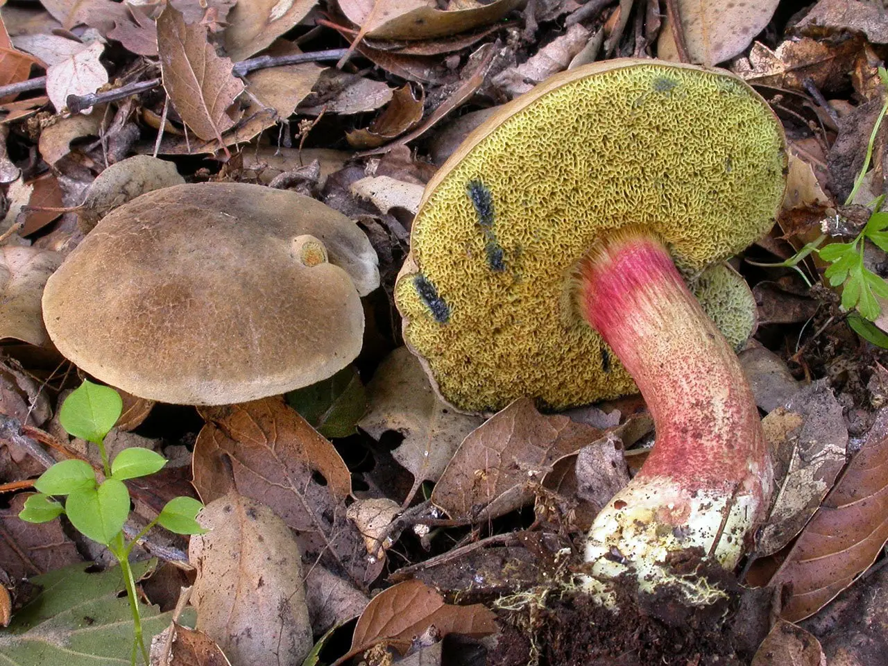Flywheel blunt-spore (Xerocomellus truncatus) photo and description