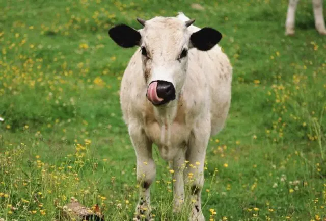 Foam from the mouth of a calf, cow: causes, treatment