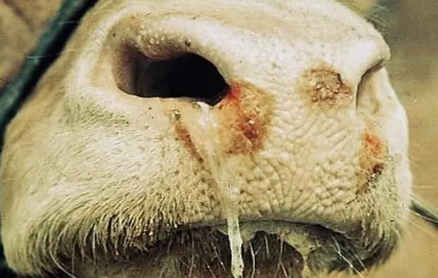 Foam from the mouth of a calf, cow: causes, treatment