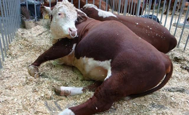 Foam from the mouth of a calf, cow: causes, treatment