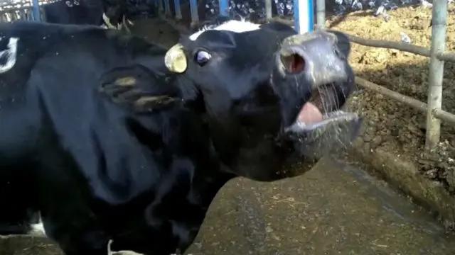 Foam from the mouth of a calf, cow: causes, treatment