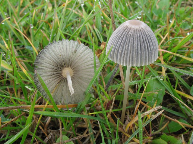 Folded dung beetle: photo and description of the fungus