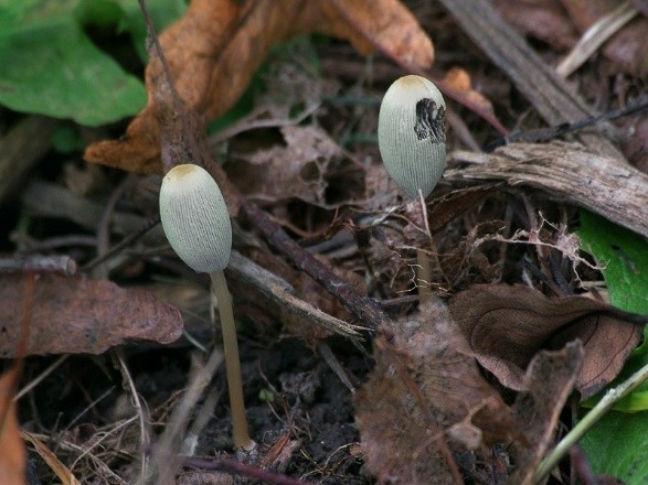 Folded dung beetle: photo and description of the fungus